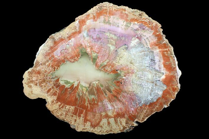 Pastel Colored, Arizona Petrified Wood Round - Agate Core #89336